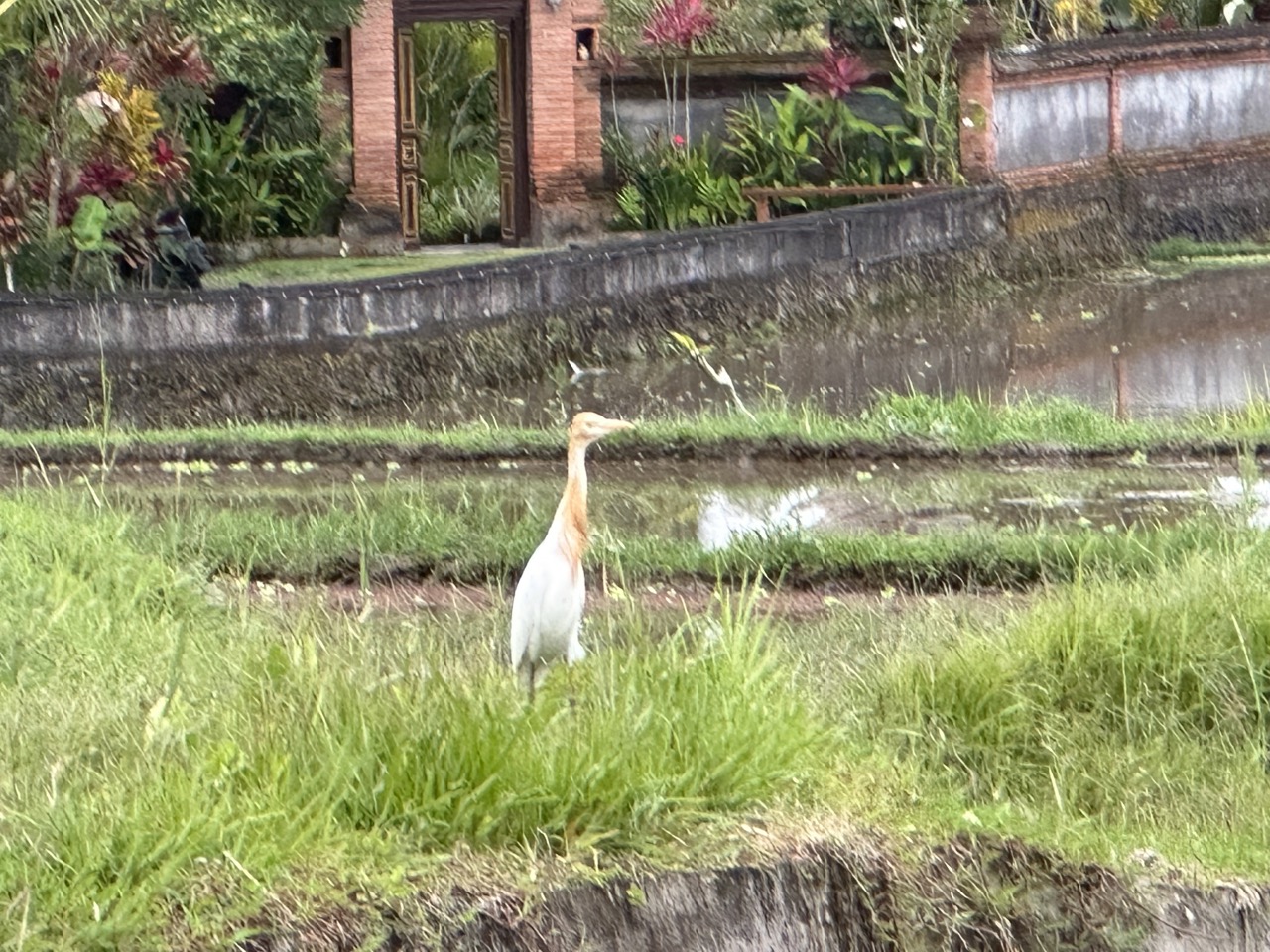 A low quality photo of a funny looking bird with an orange head