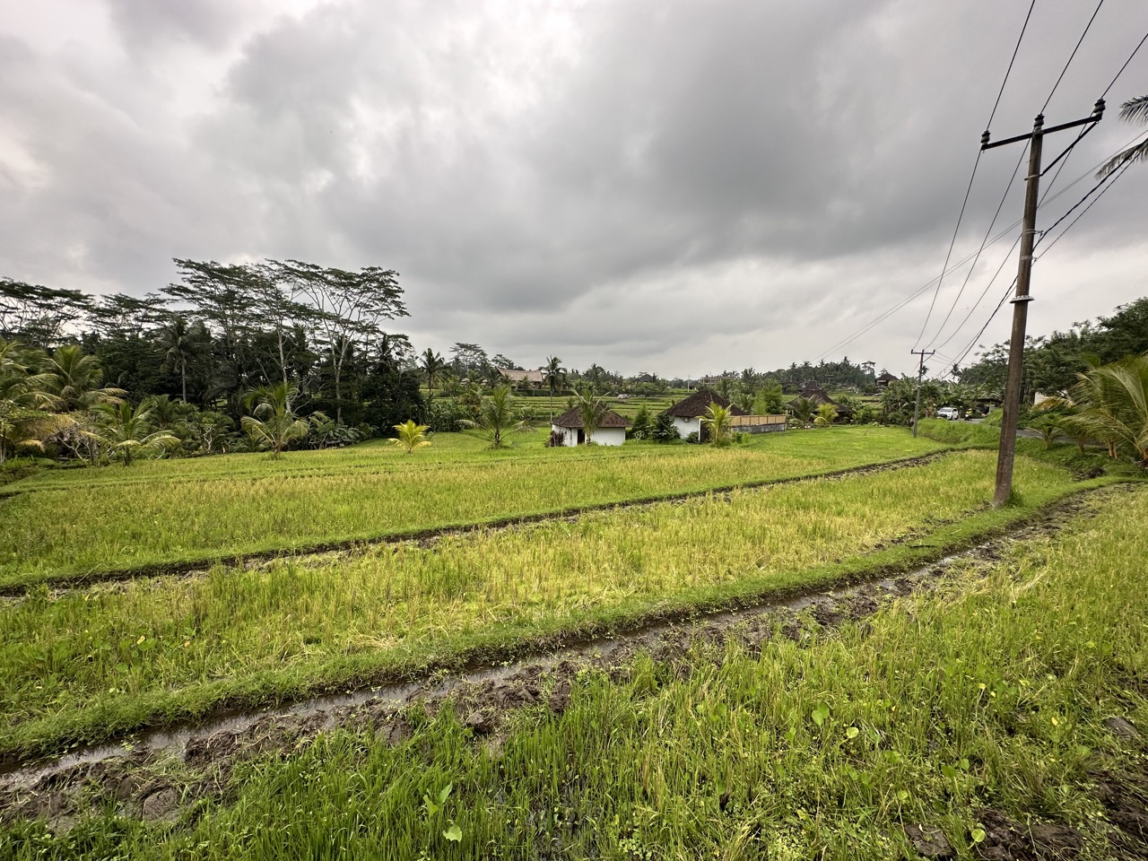 The ridge walk featured many beautiful rice terraces