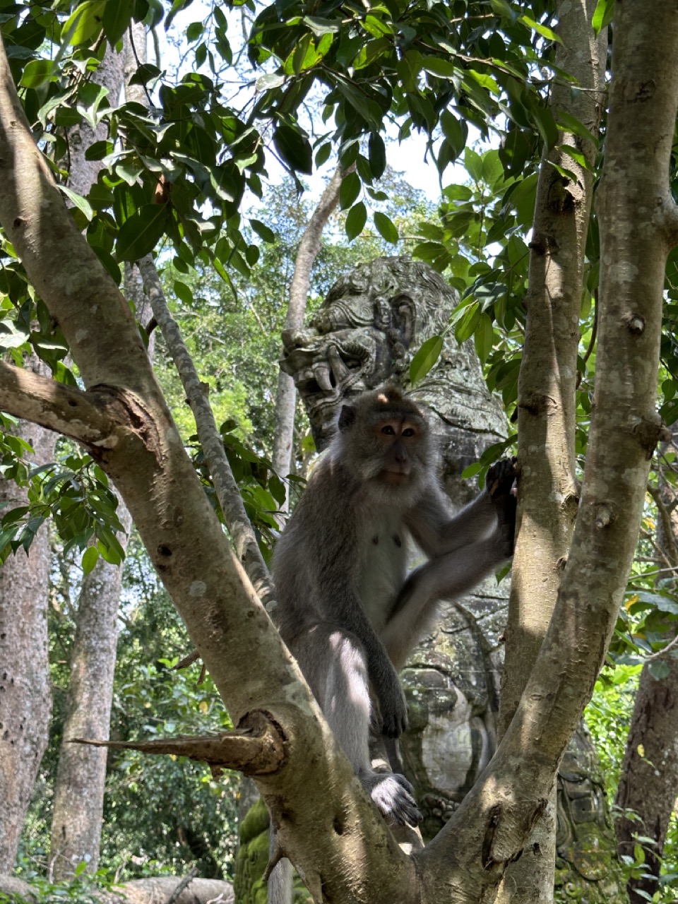 A monkey just chilling in a tree