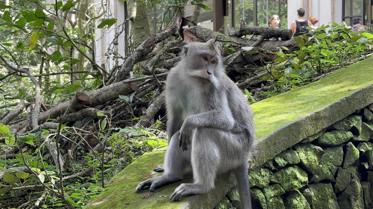 A monkey sitting on a railing