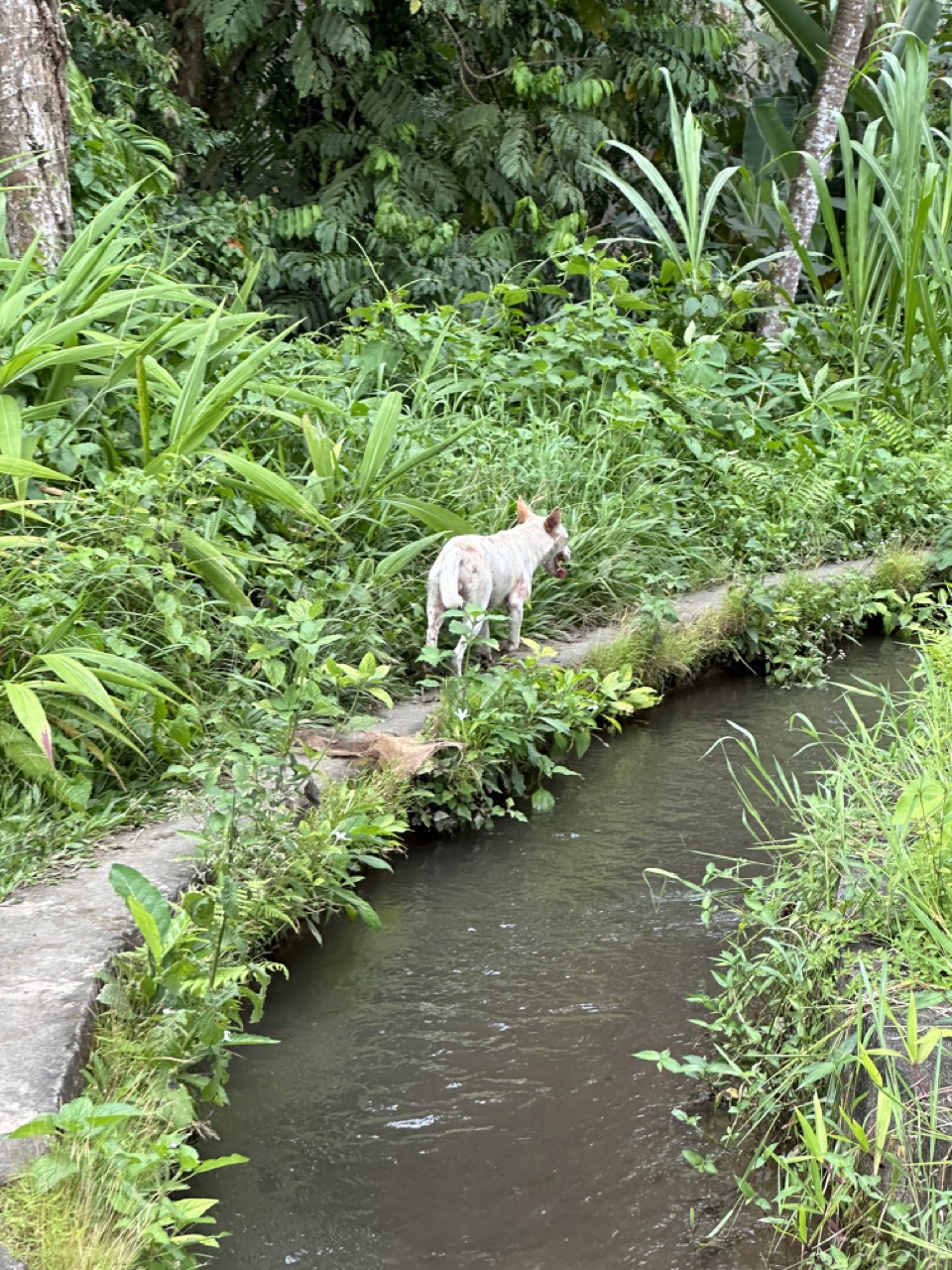 The path got very narrow but this dog wanted me to follow him