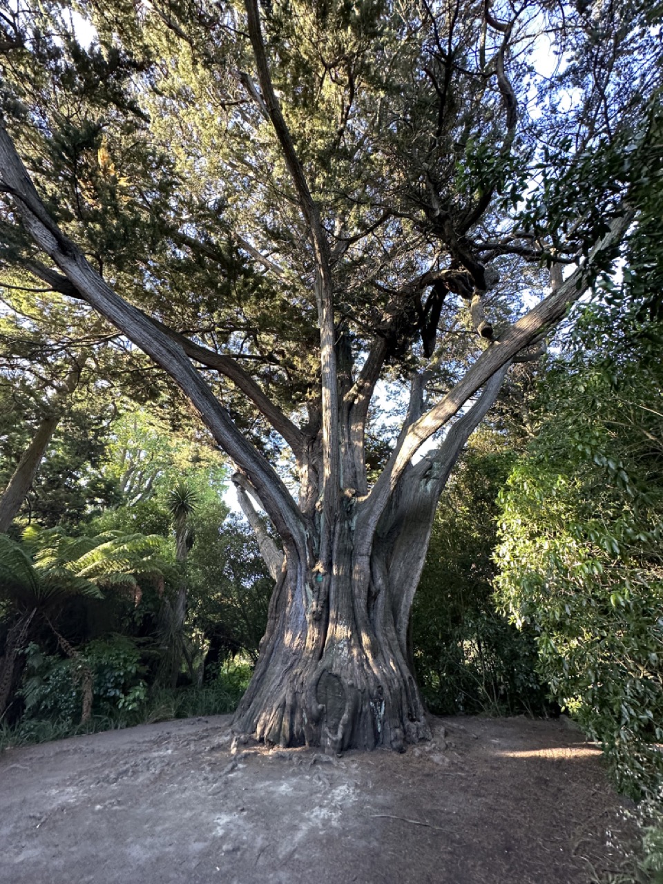 A large tree at the Christchurch Botanic Gardens