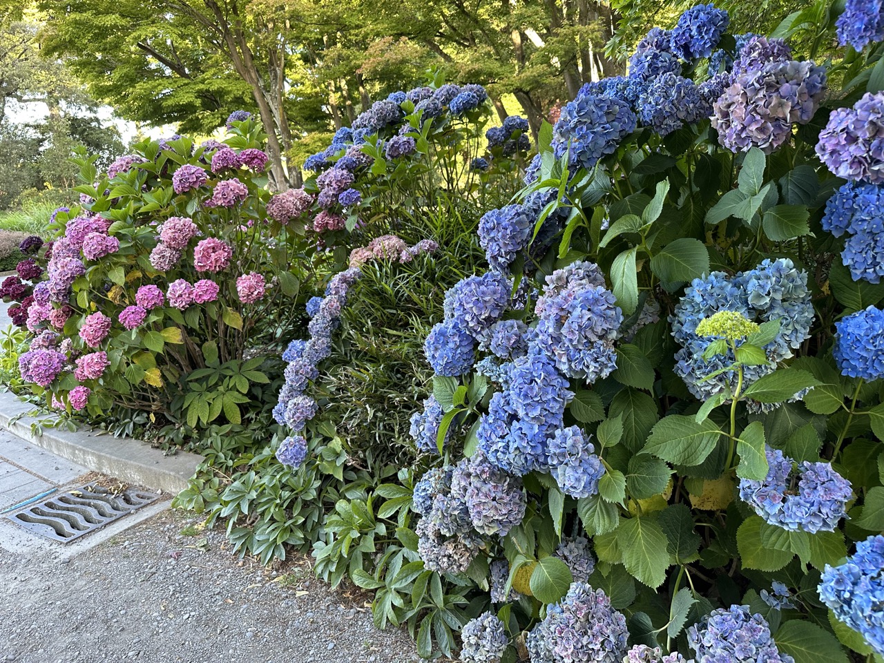 Flowers lining the path at Christchurch Botanic Gardens