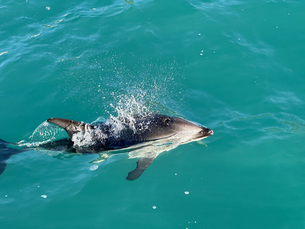 A dusky dolphin following our boat