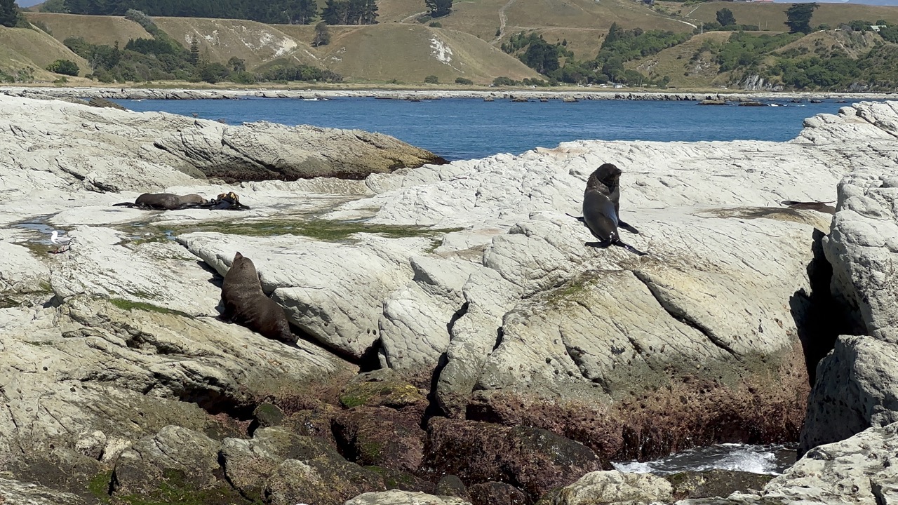 Two seals chilling in the sun