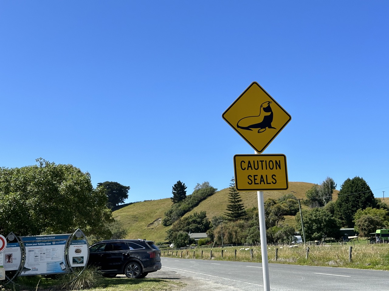 Motorists be warned: there are seals in this area