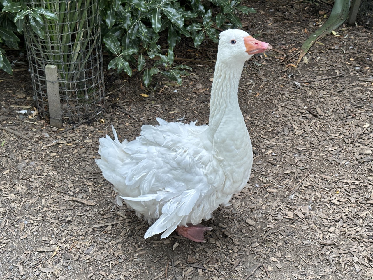 Sebastopol Goose