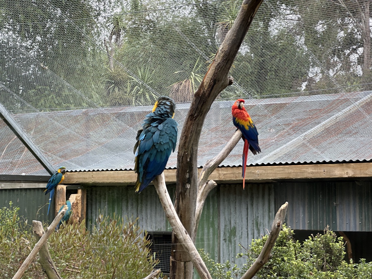 Blue gold macaw and Scarlet macaw