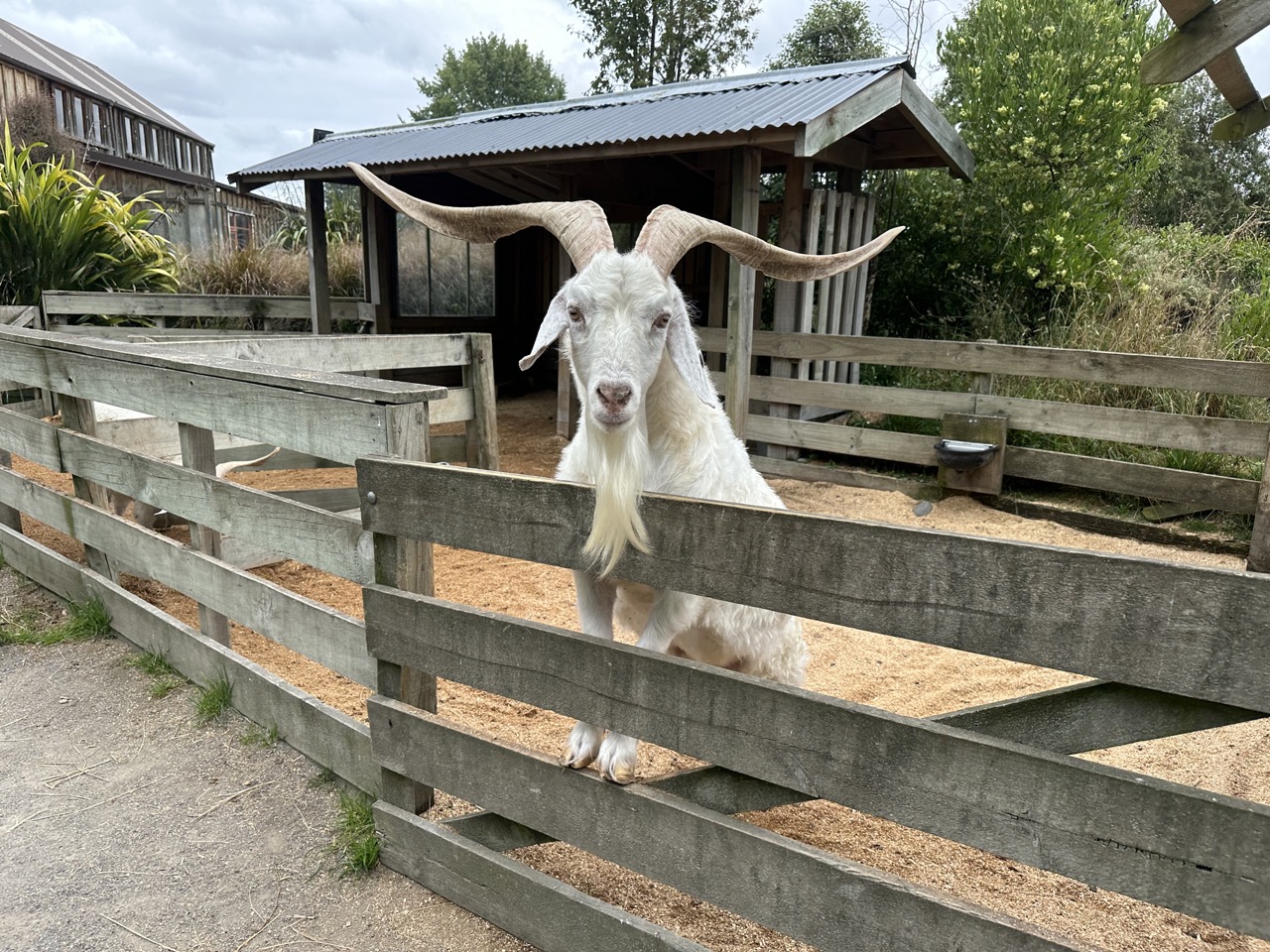 Arapawa Island Goat