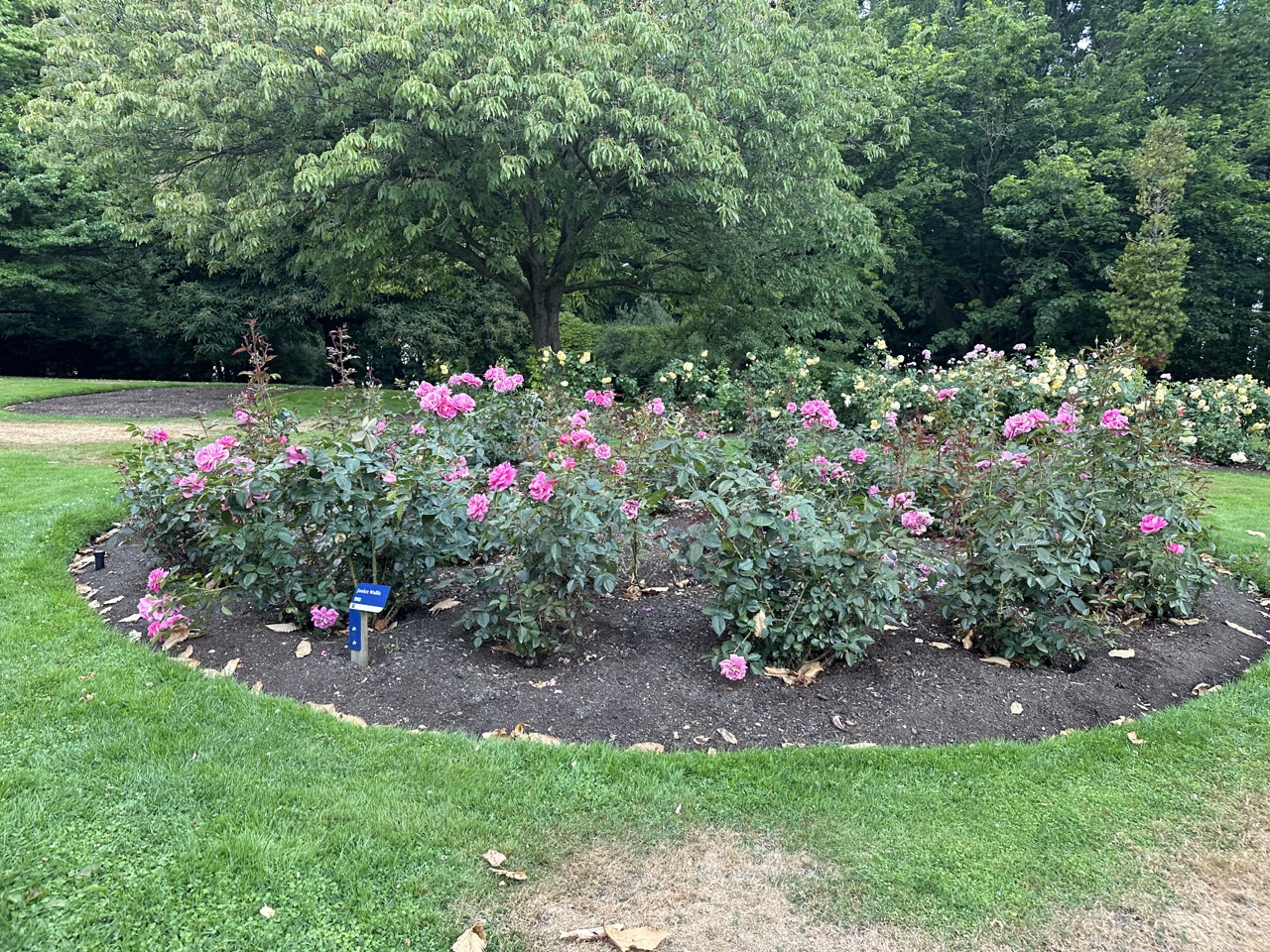 Roses inside the Queenstown Gardens