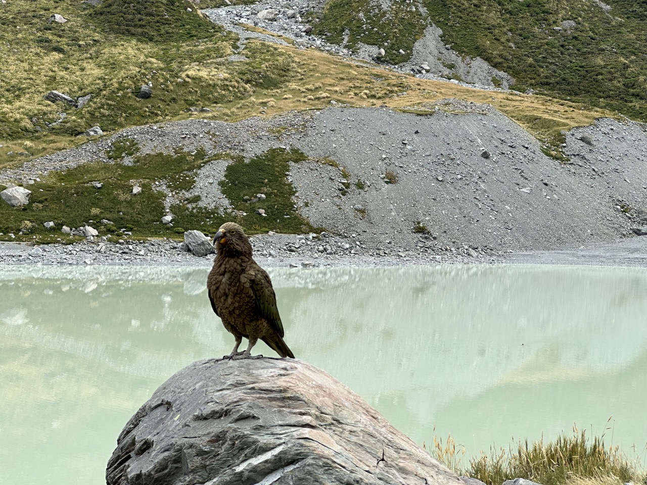 Along the hike there were many Kea, an indigenous parrot. At the end a few came to say hello