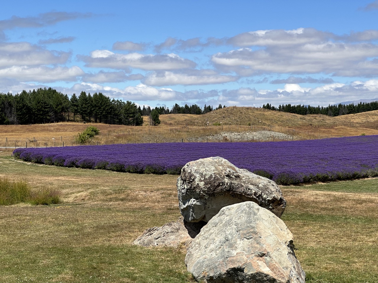 The Alpine Lavender fields