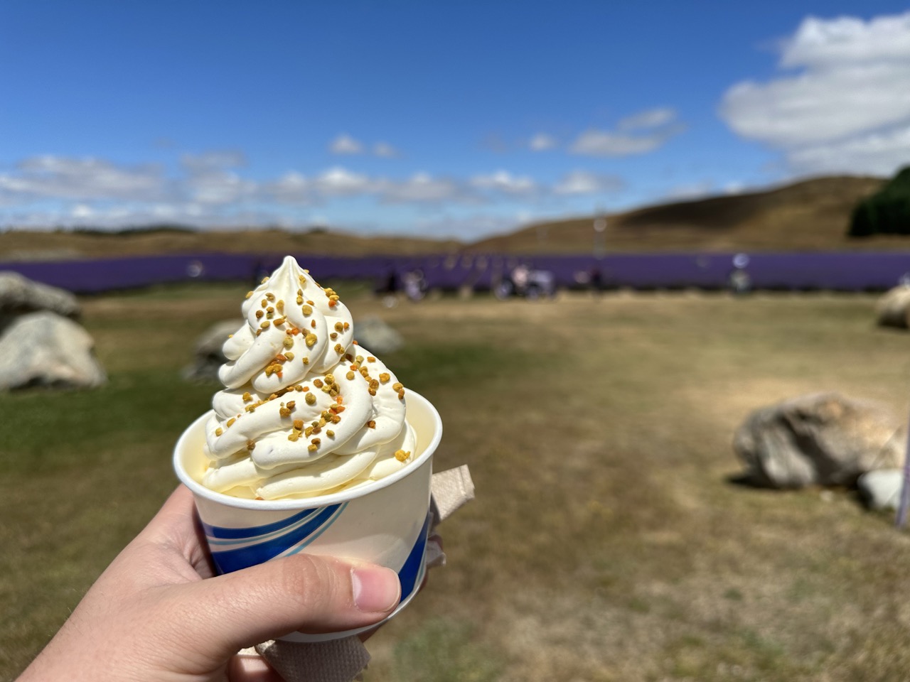 Lavender honey ice cream at the lavender farm