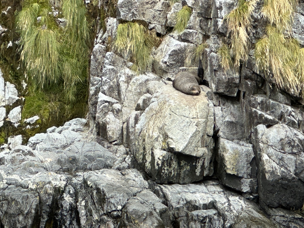 There were many juvenile male seals sunning on the rocks in the fjords