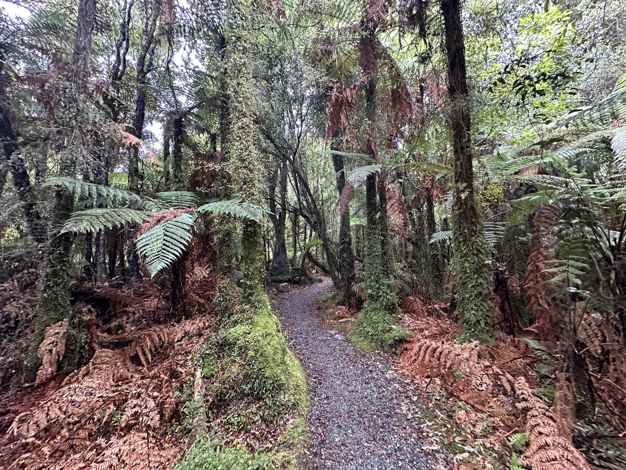 It took about half an hour of walking through a rainforest like this