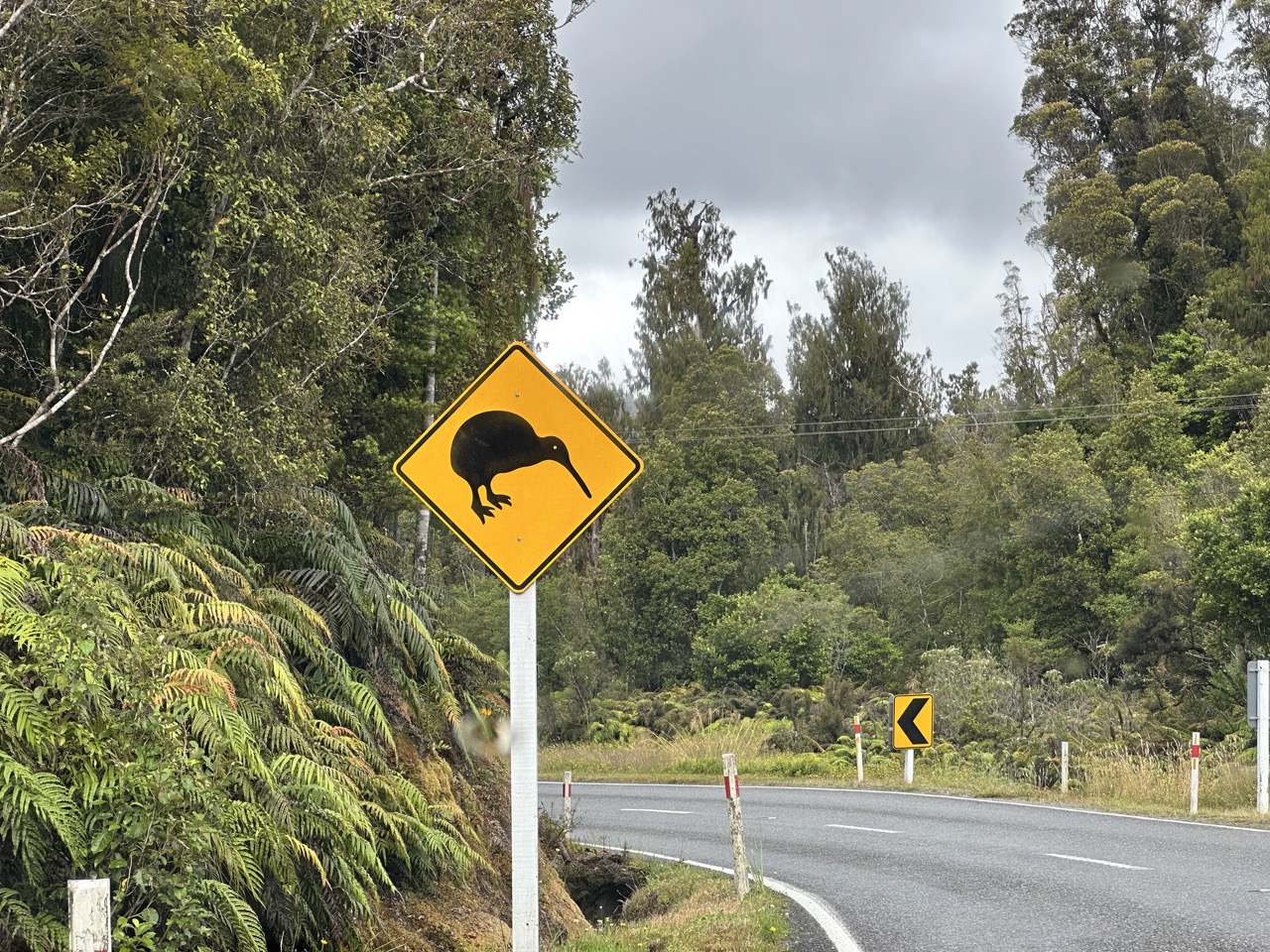 Caution: kiwi crossing on SH-6 on the West Coast