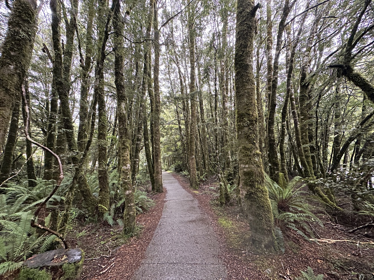 The short two-minute pathway from the parking lot to Fantail Falls