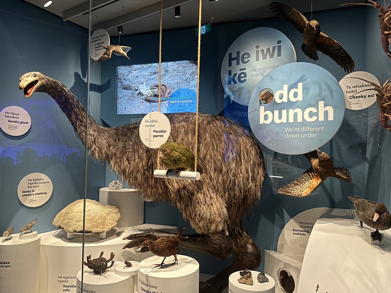 Another exhibit discussed the special native flora and fauna to New Zealand. The majority of species of flora and fauna are found nowhere else, New Zealand is representative of prehistoric environment