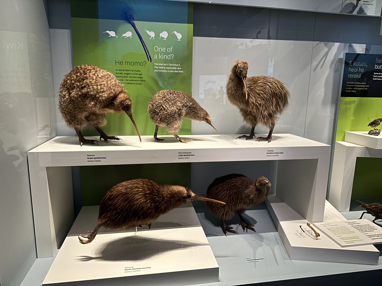 Another exhibit displayed all the different species of Kiwi