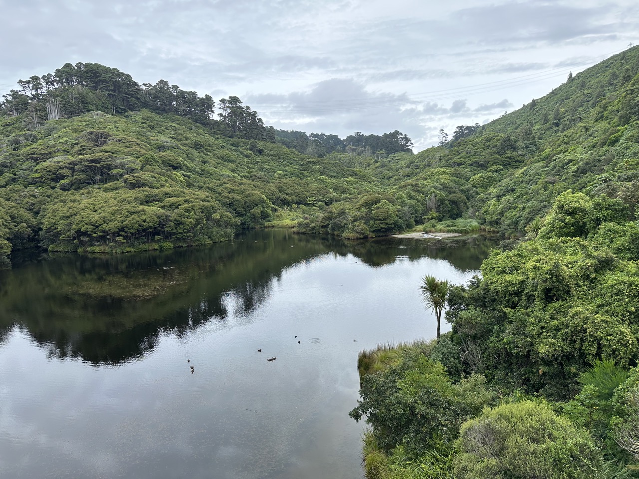 The lake in the center of Zealandia Nature Reserve