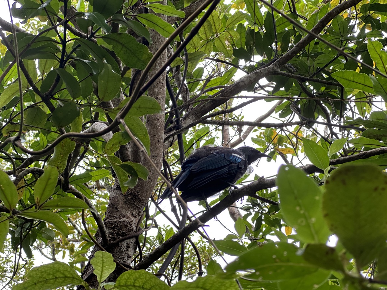 Tui, at Zealandia, are recognized by white tufts in front of their chests