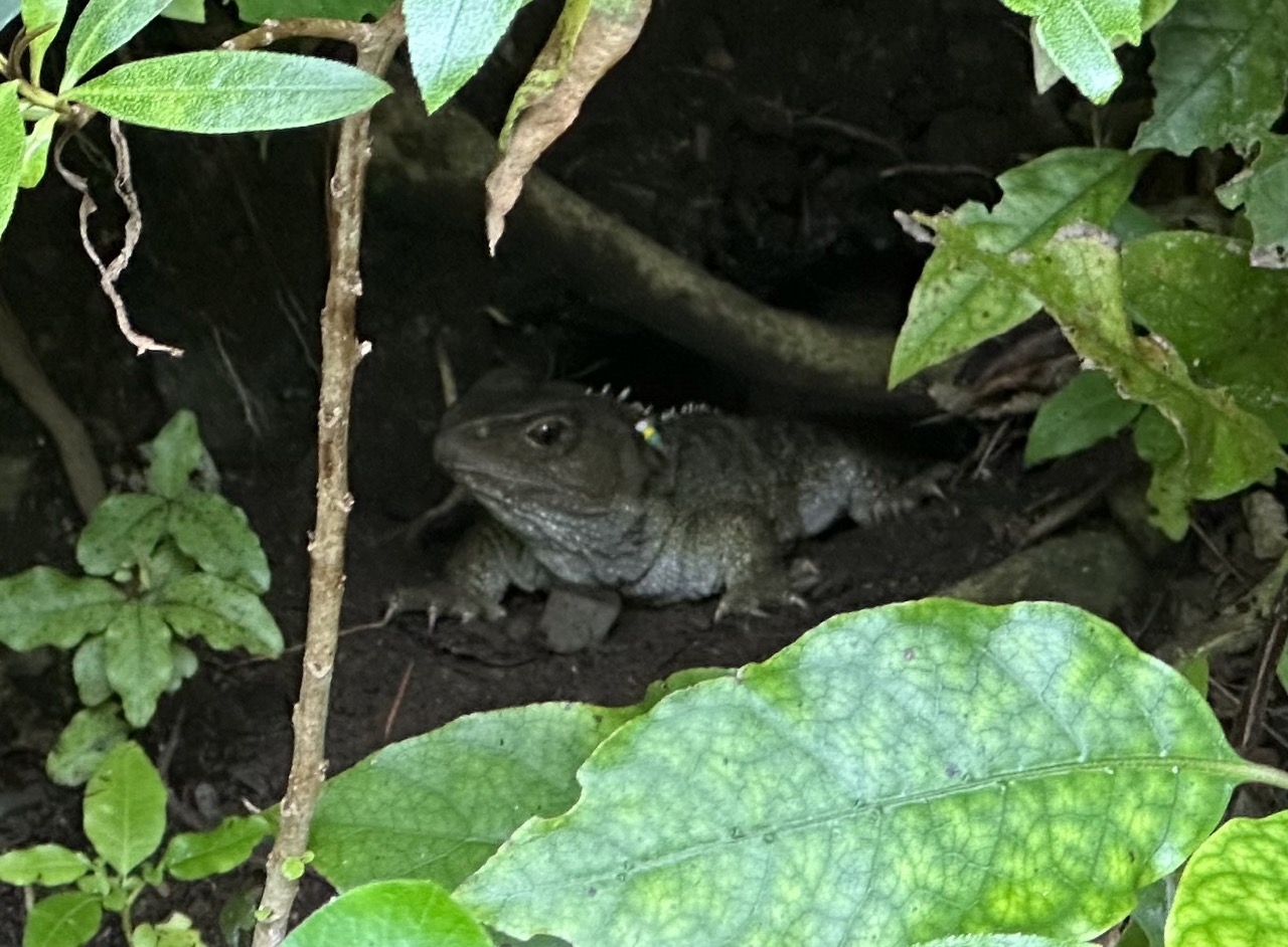 Tuatara, a reptile that evolved separately from other lizards, hiding in the trees 