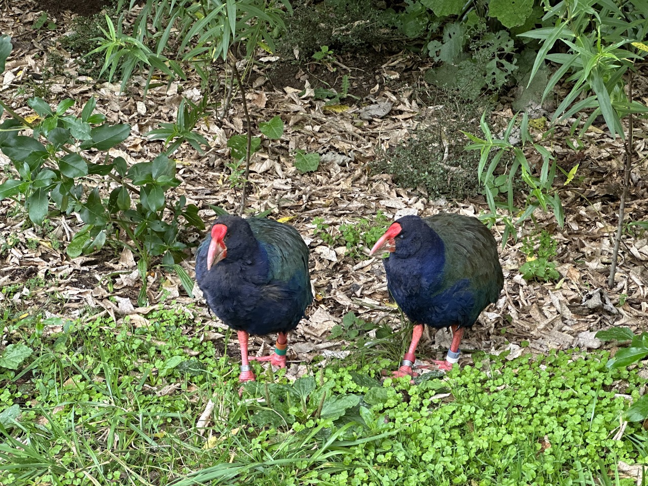 Takahe, an endangered flightless bird