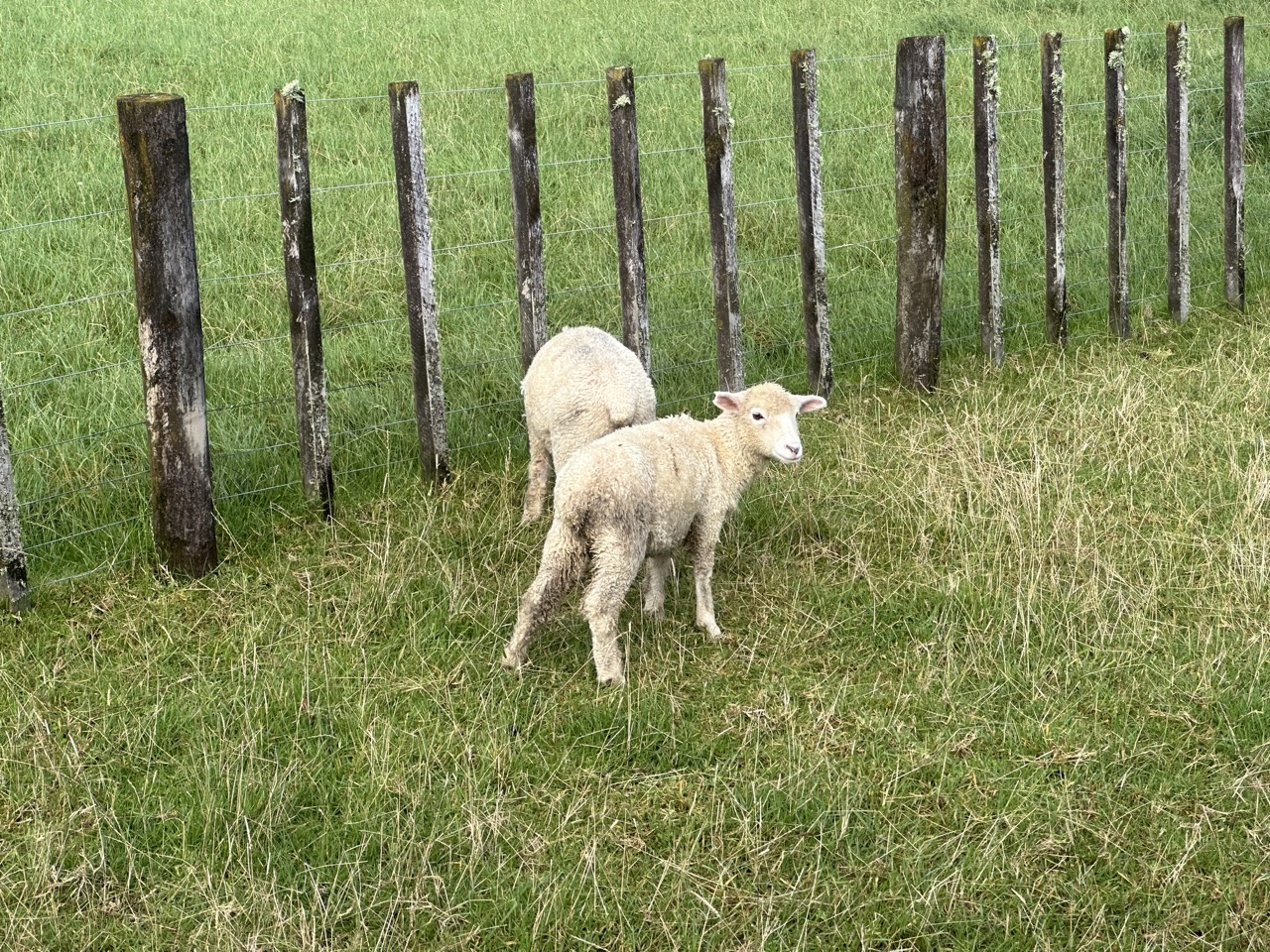 The set is on the Alexander Farm which is an active sheep farm