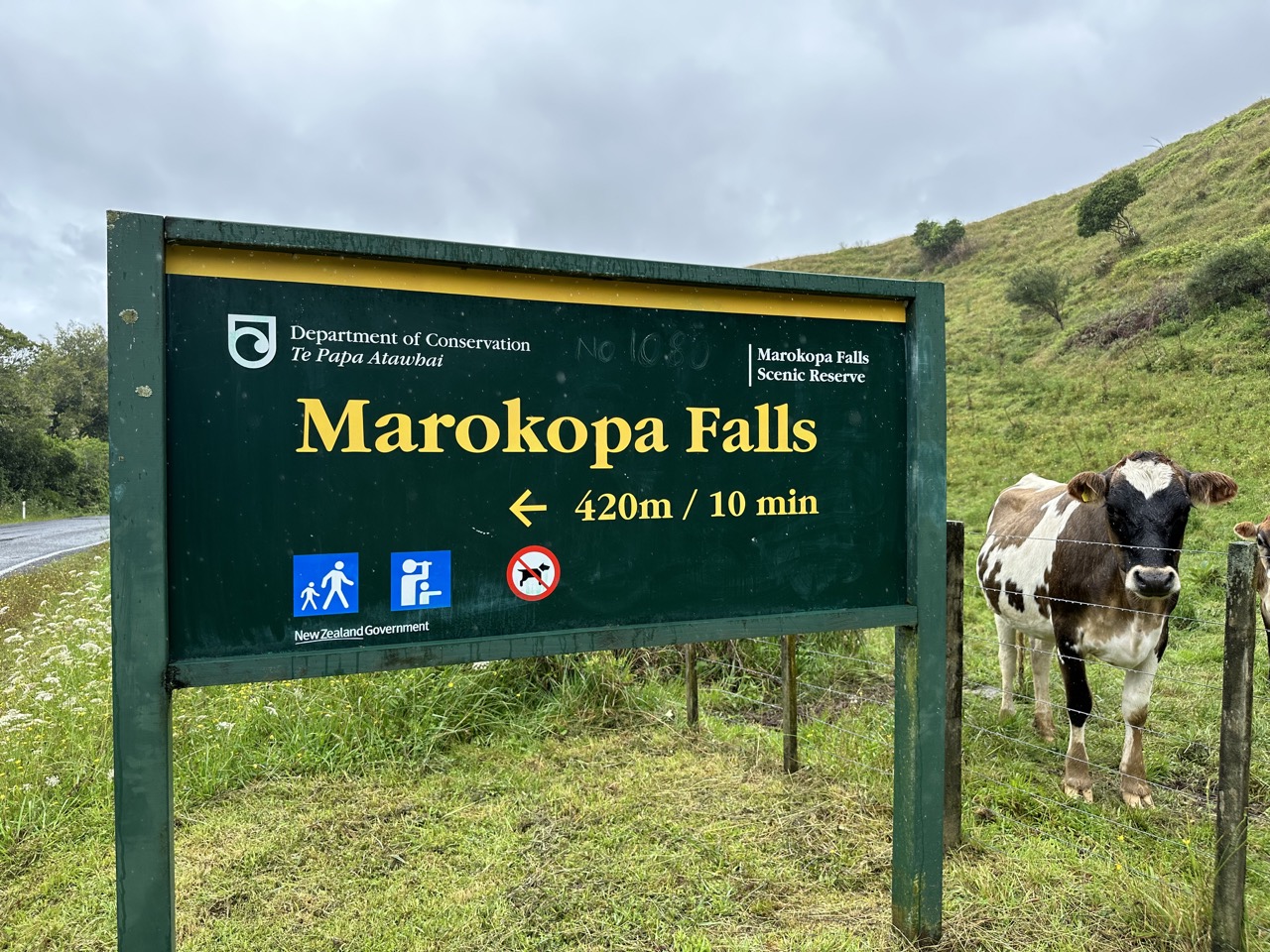 Entrance to Marokopa Falls Hike, featuring cows