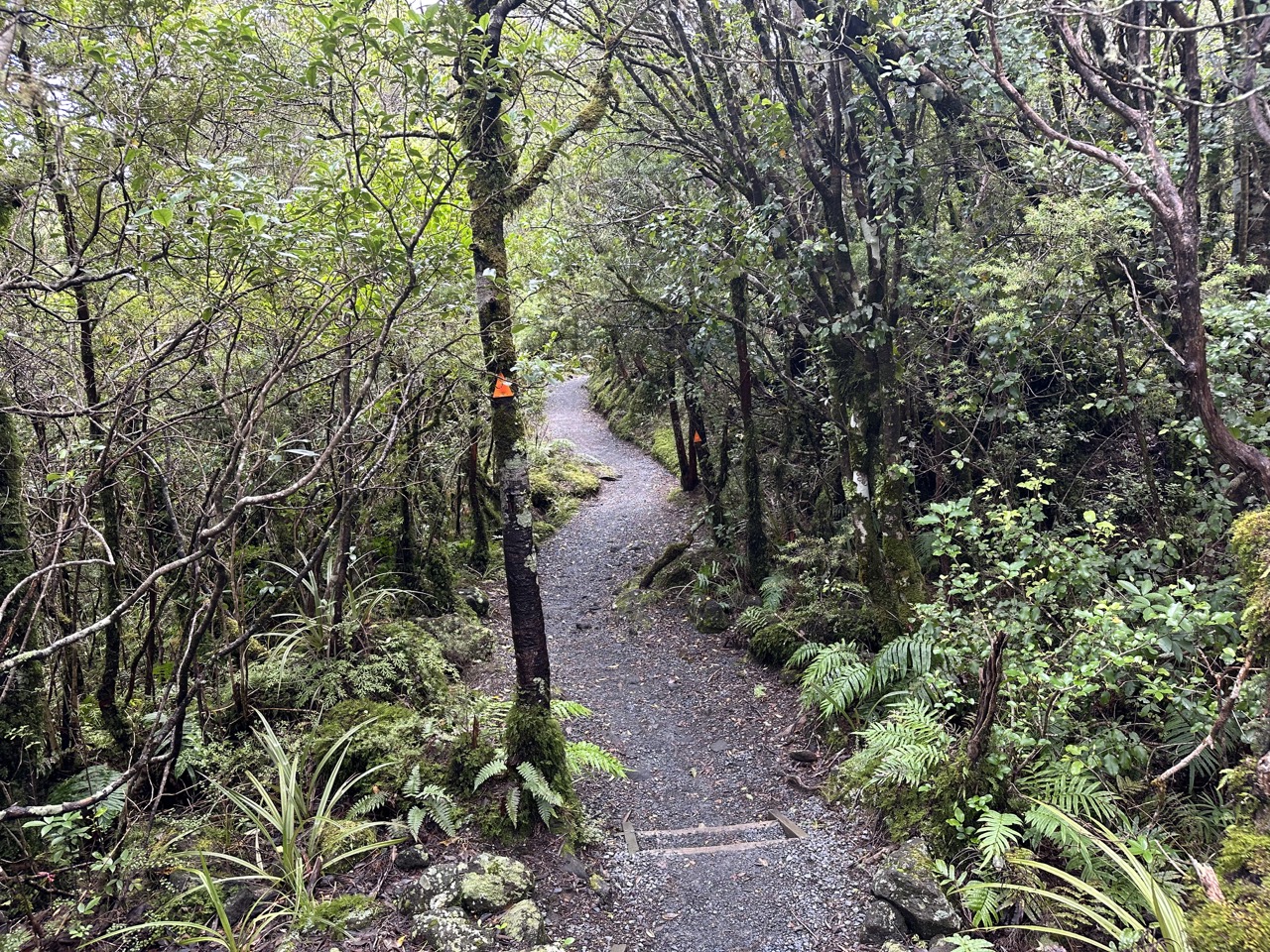 The next section of the hike at the base of Tongariro feels like a rainforest, it feels like you've been transported to a different planet