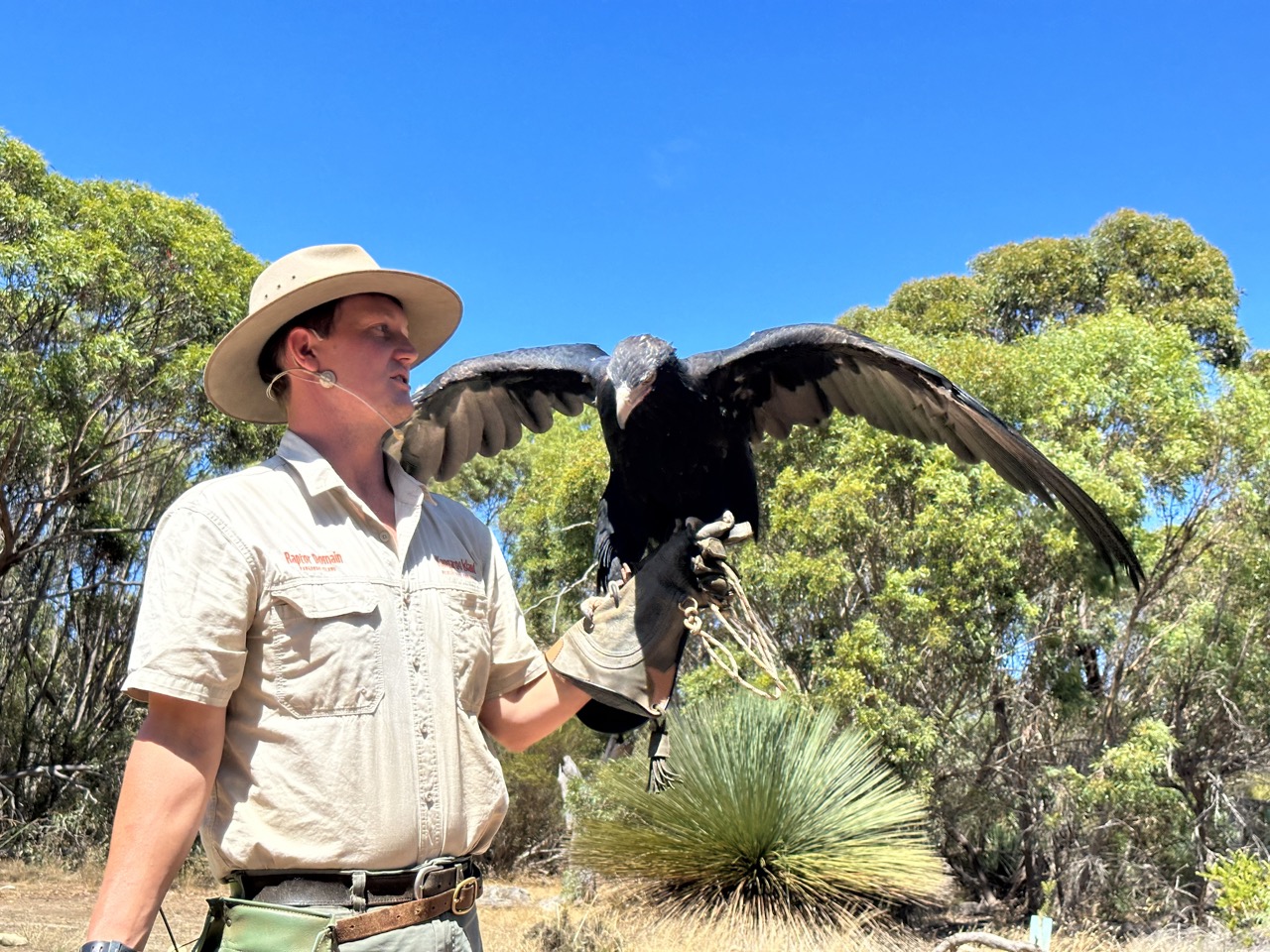 Billy with a wedge-tailed eagle, the largest raptor in Australia