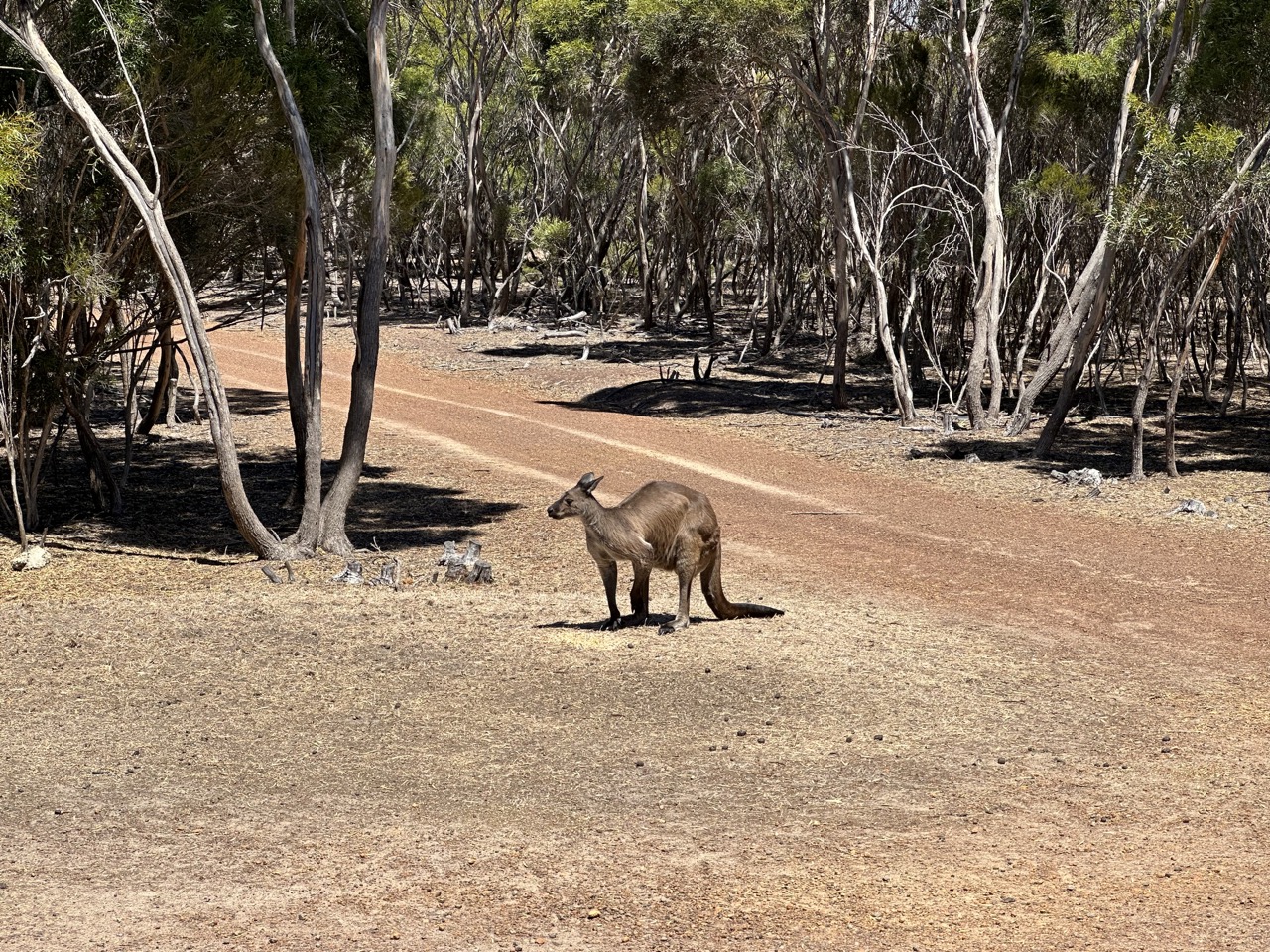 There was a wild kangaroo eating lunch just outside the window from me