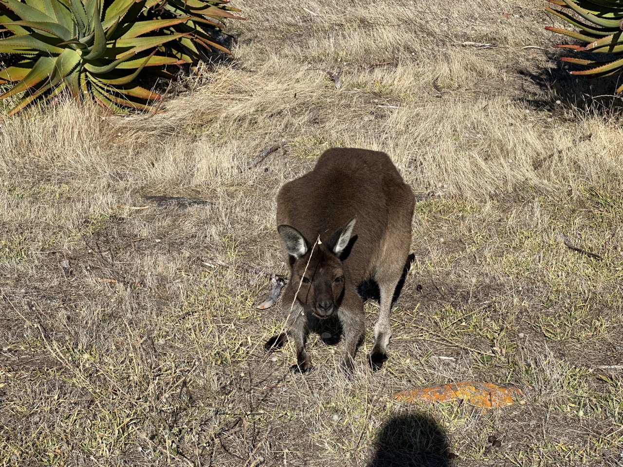 There were some wild Kangaroos grazing near the lighthouse, and a couple right next to it