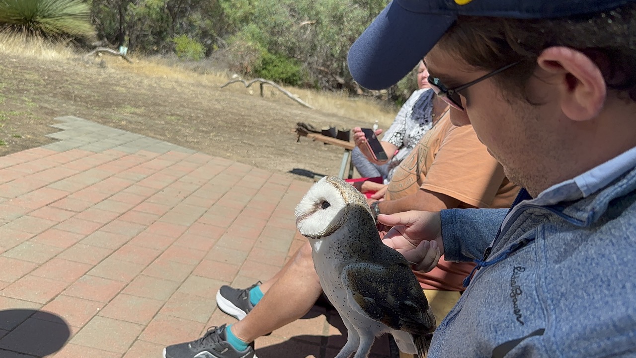 The barn owl sat in my lap and I got to pet it