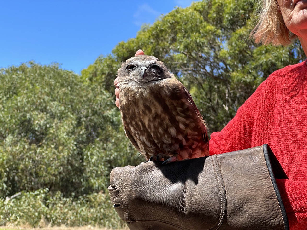 Tawny frogmouth