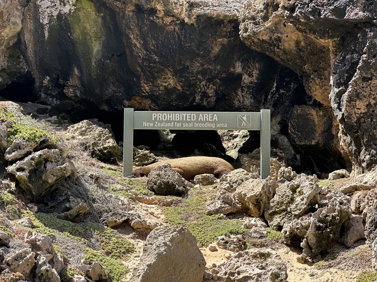 There was an Australian Sea Lion resting underneath a sign warning about New Zealand Fur Seals