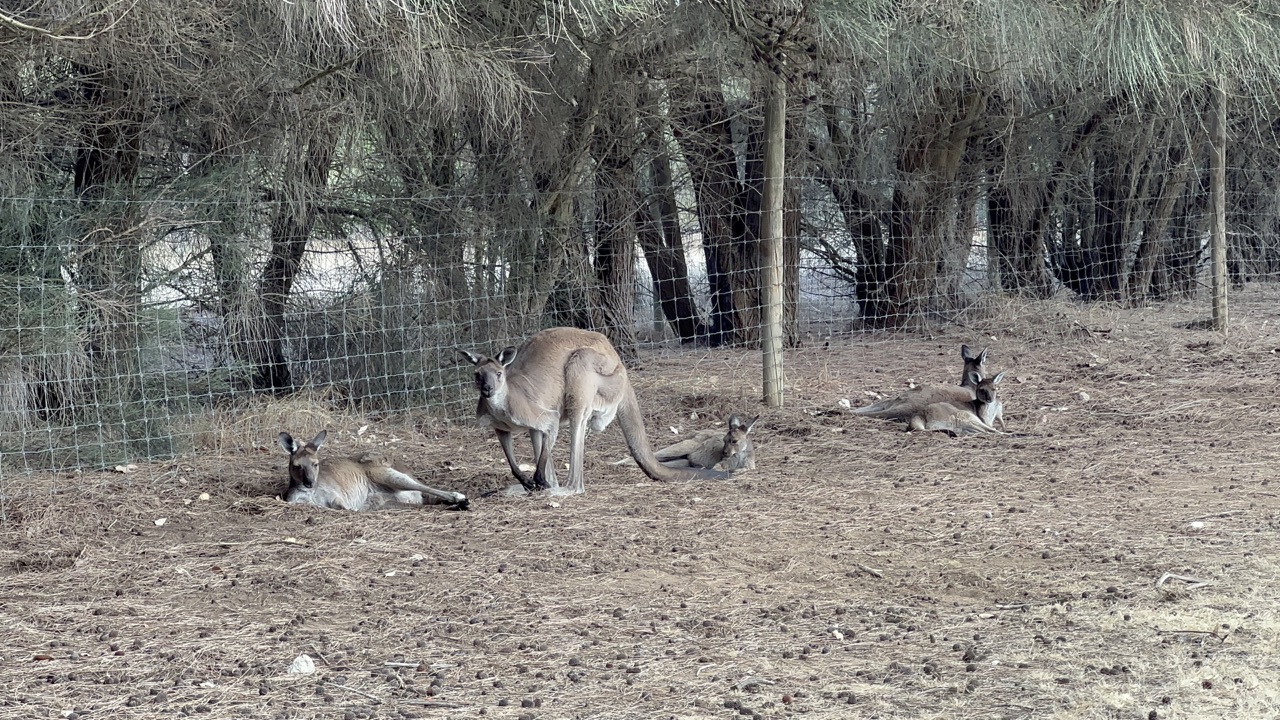 Western grey kangaroos relaxing at Kangaroo Island Wildlife Park