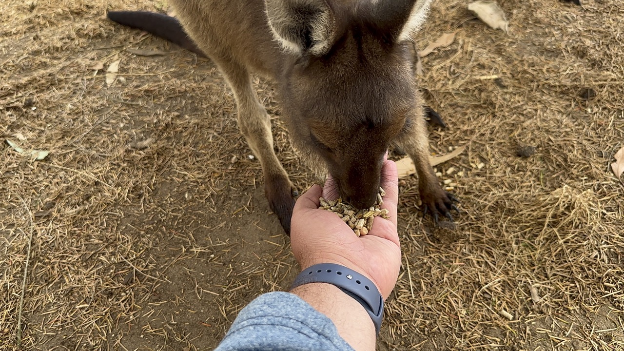 A kangaroo island kangaroo eating out of my hand