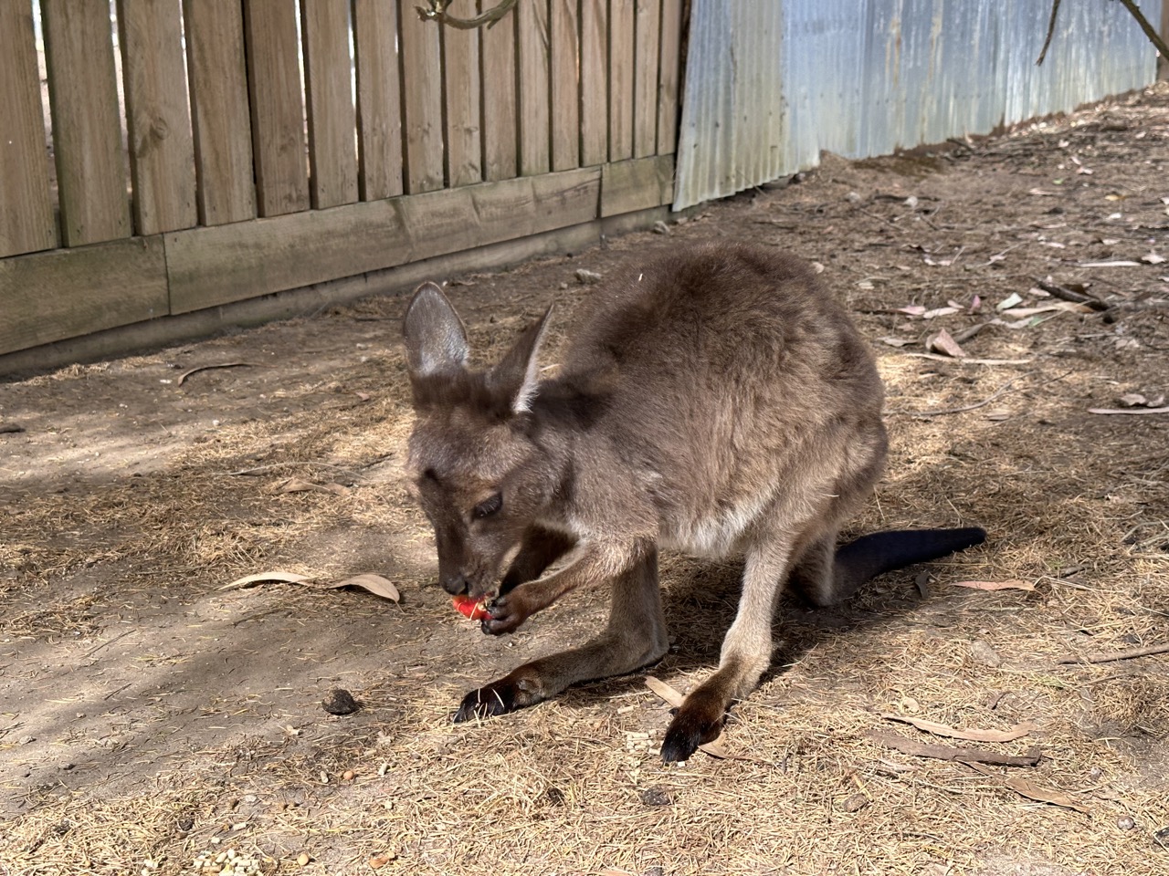 This joey was so cute eating an apple