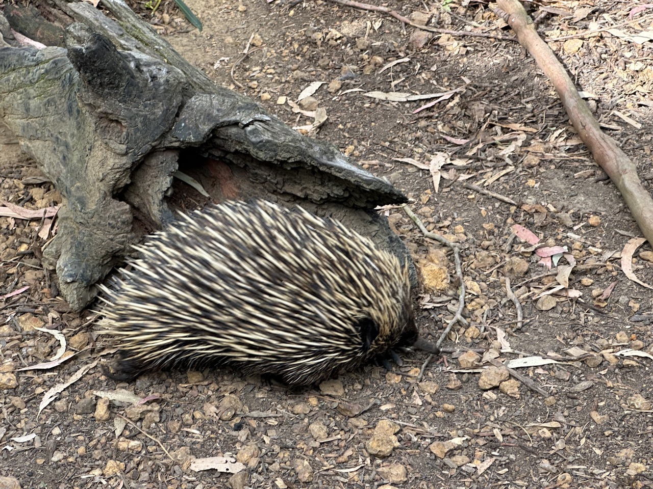 An echidna. Like the platypus, they are monotremes, or egg laying mammals. We learned a baby echidna is called a puggle