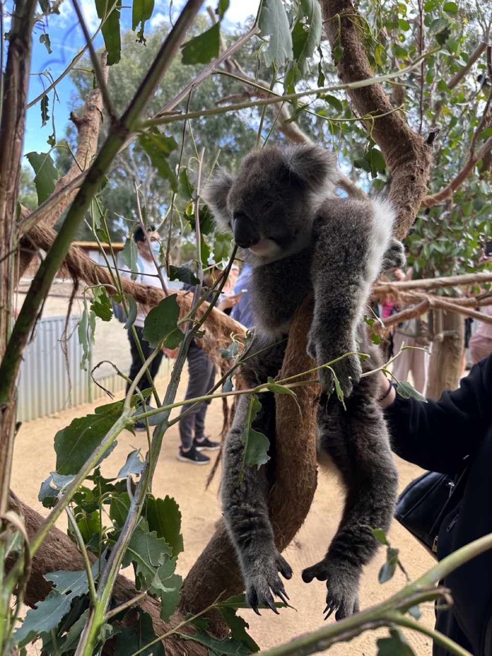 A Koala just chilling in a tree. You could pay A$40 to hold a koala, but you could enter the koala enclosure and pet them for free