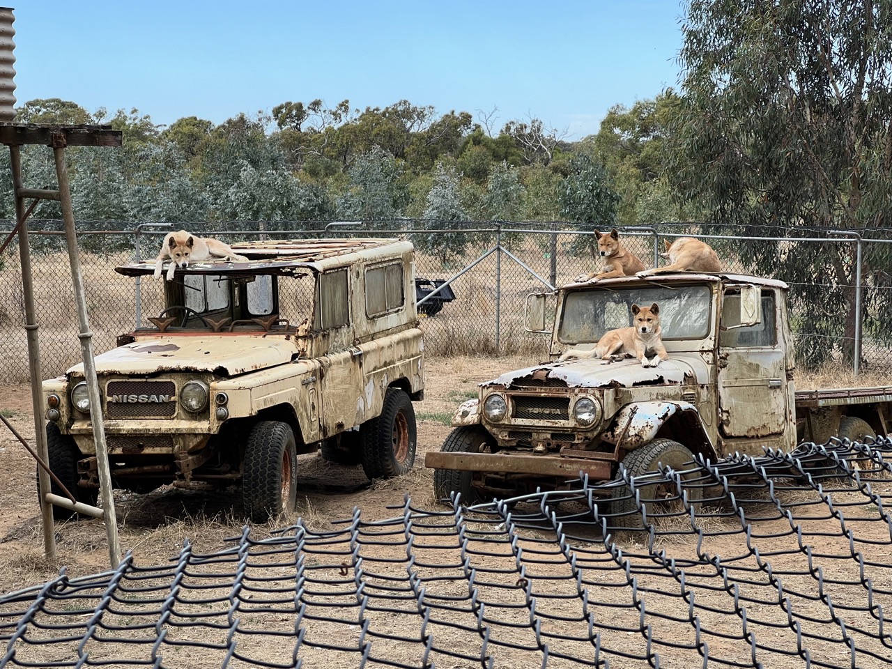 There were some dingos chilling on top of some rusted trucks