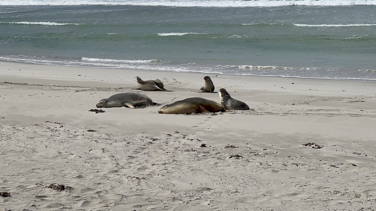 We got only a few meters away from some Australian Sea Lions, including some pups that were playing