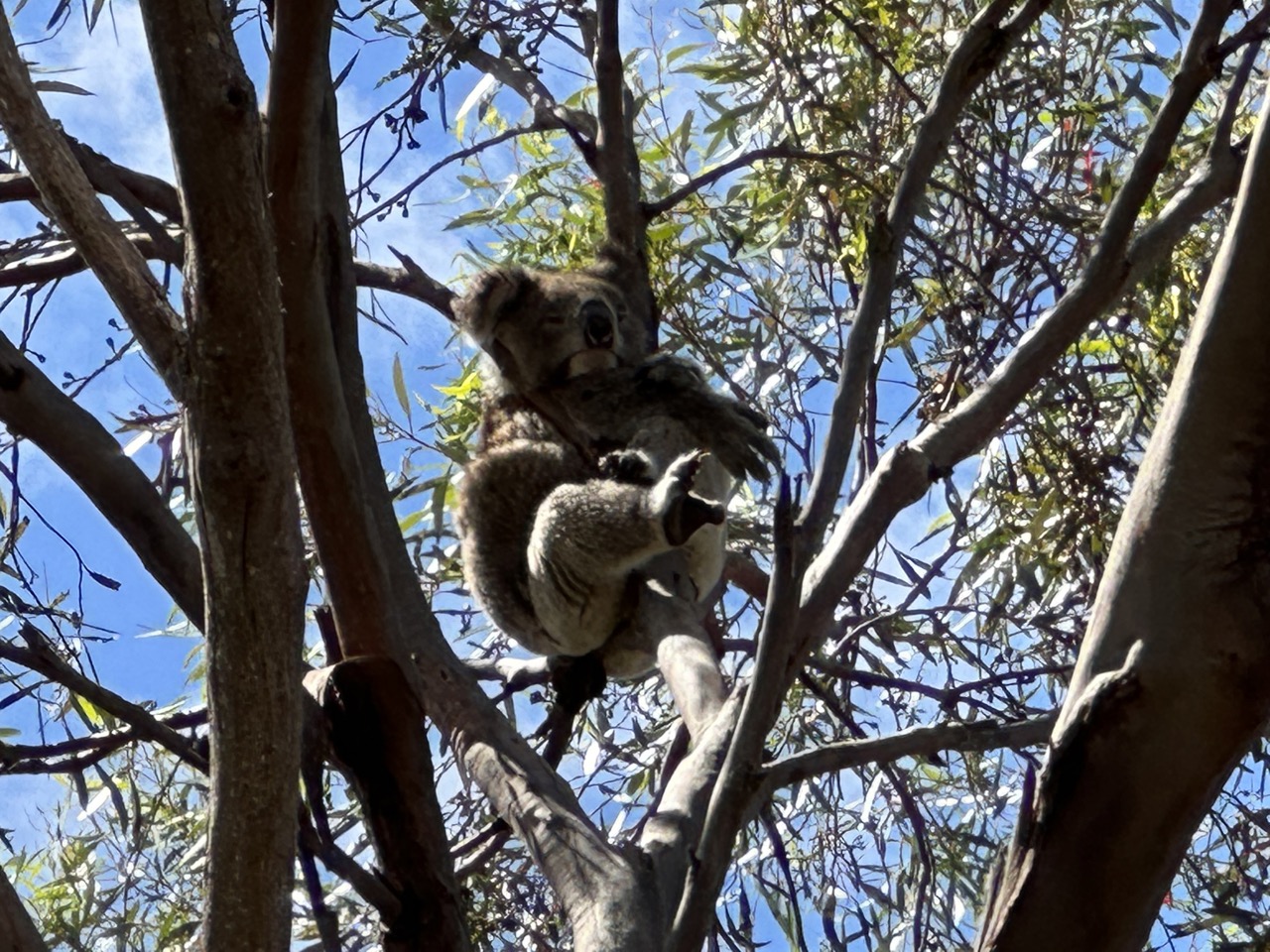 A koala in a tree on the side of the road