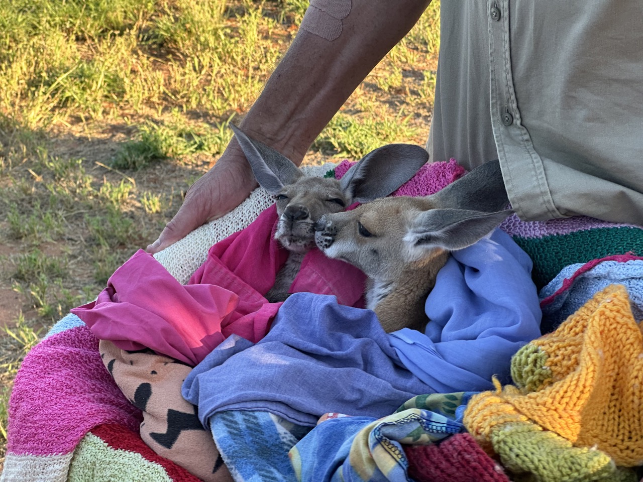 Brolga makes sure every joey has a buddy, Mindy's buddy is Arthur