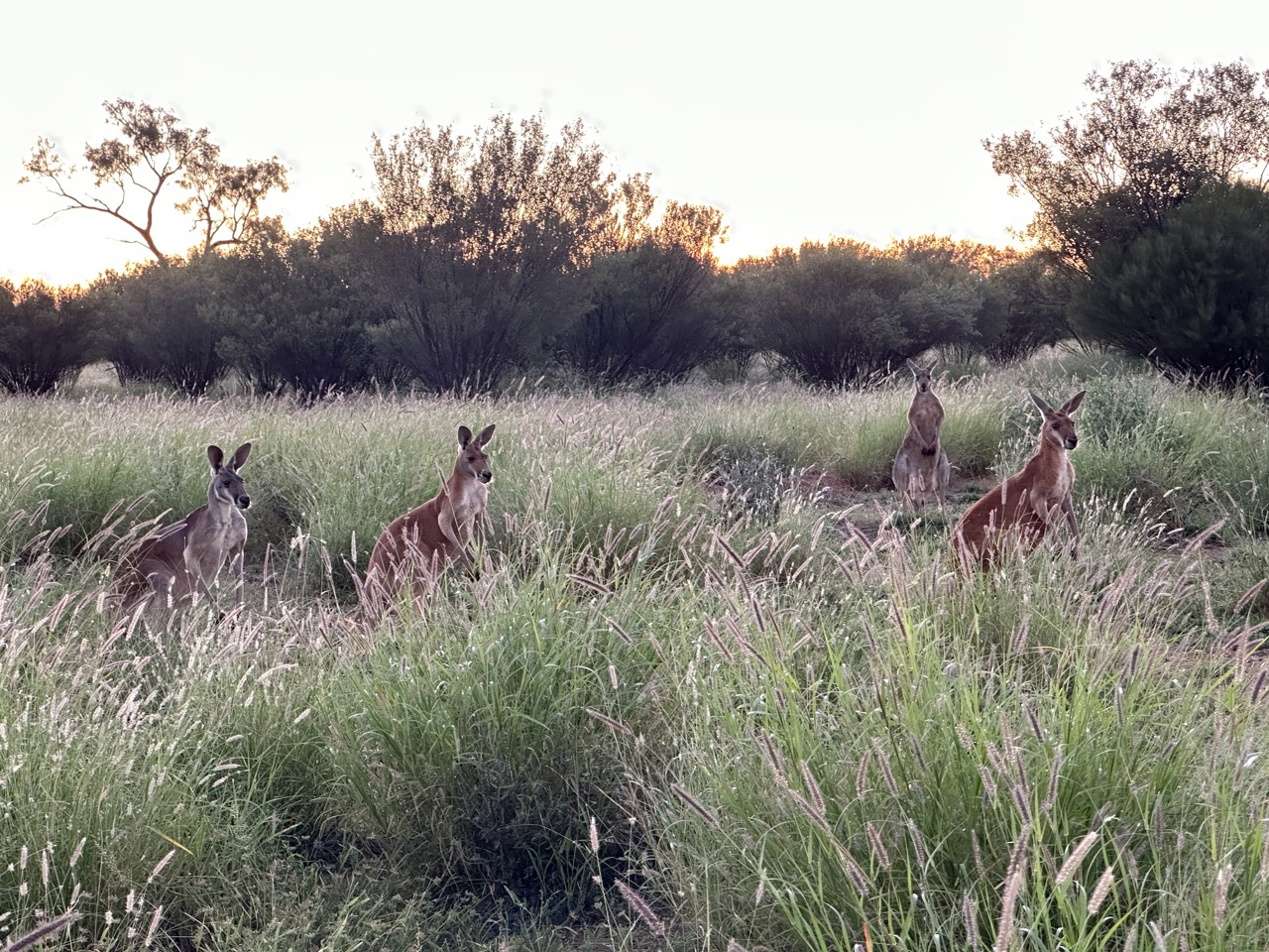 A mob of kangaroos stands on their back legs to check us out