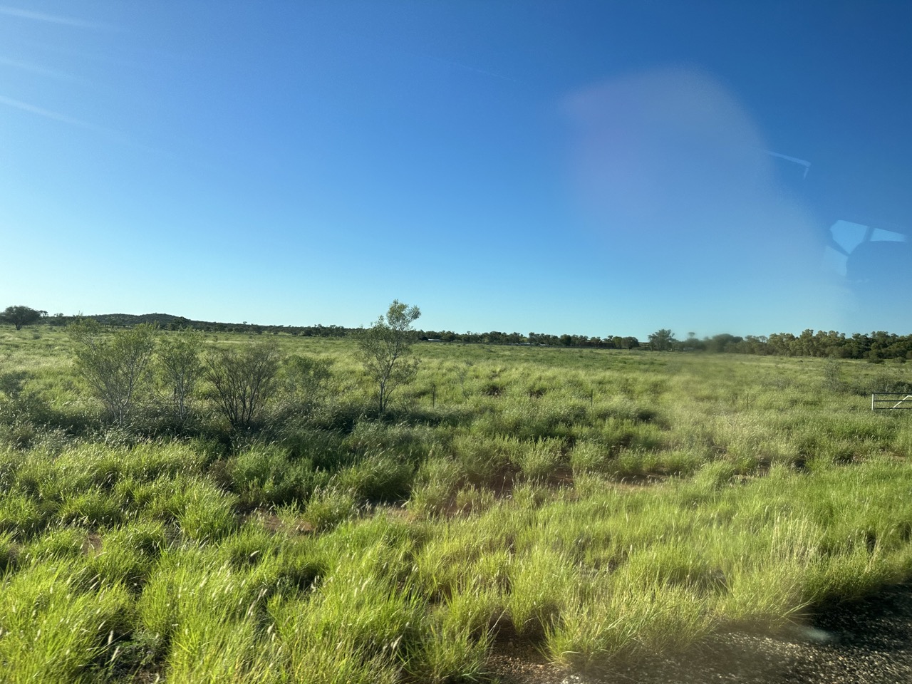 The outback is lush and full of spinifex thanks to the rain three weeks ago