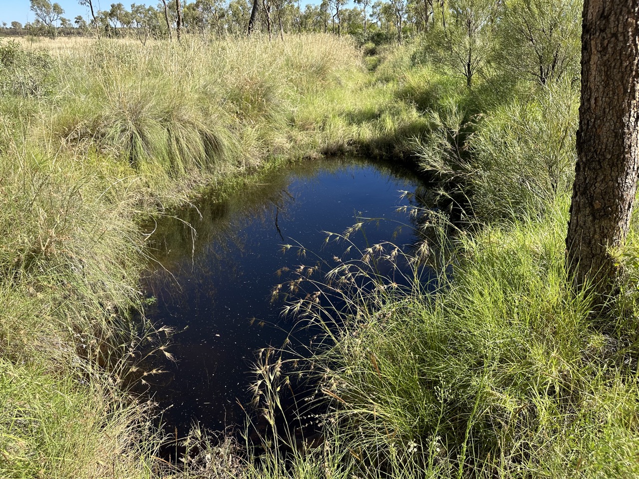 There was still a small watering hole, despite no rain for the past three weeks