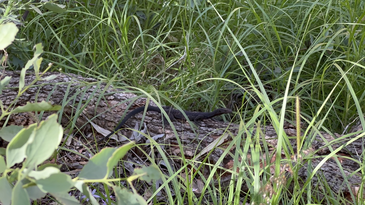 There was a tiny black dragon near the watering hole