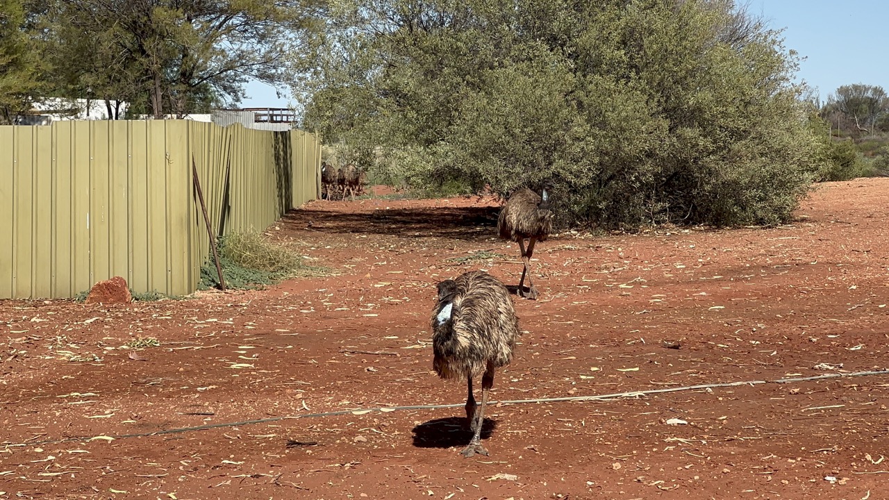 Erldunda also had a couple of Emus, and you could pay to feed them